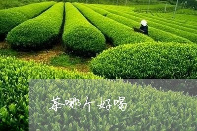 茶哪个好喝/2023090290704