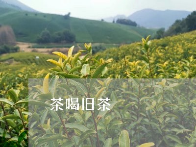 茶喝旧茶/2023110982835