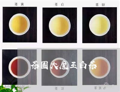 茶圈大魔王白茶/2023060941505