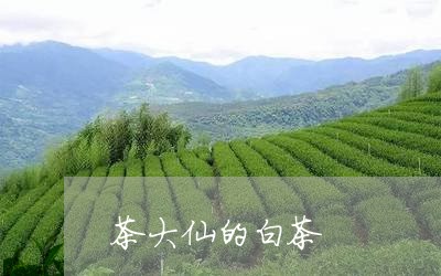 茶大仙的白茶/2023052331060