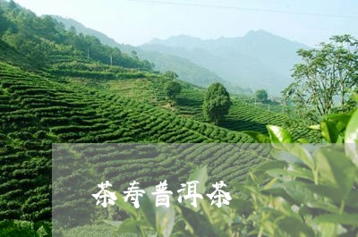 茶寿普洱茶/2023090615137