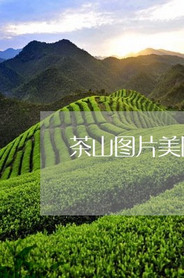 茶山图片美图高清图片/2023092058592