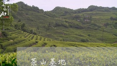 茶山基地/2023090188470