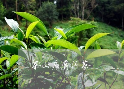 茶山庄普洱茶/2023042789480