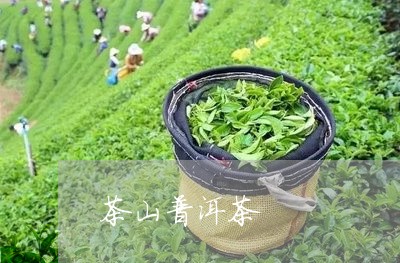 茶山普洱茶/2023081561605