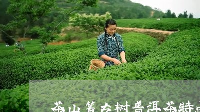 茶山箐古树普洱茶特点/2023062246059