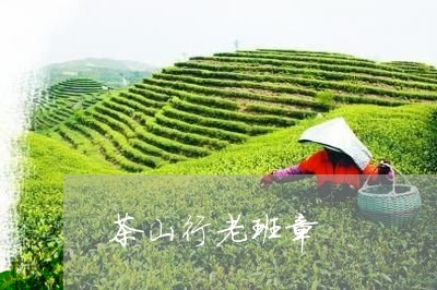 茶山行老班章/2023090727271