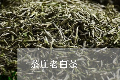 茶庄老白茶/2023051166059