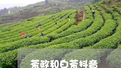 茶政和白茶抖音/2023070105138