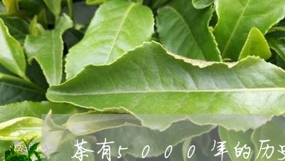 茶有5000年的历史/2023071651625