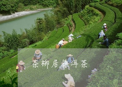 茶柳居普洱茶/2023042845162