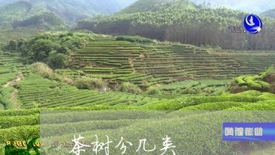 茶树分几类/2023090276270