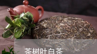 茶树叶白茶/2023051174139