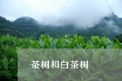 茶树和白茶树/2023052327271