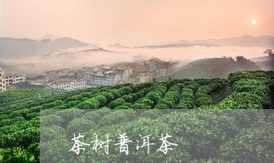 茶树普洱茶/2023090559594