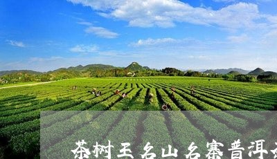 茶树王名山名寨普洱茶/2023112709493