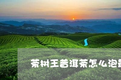 茶树王普洱茶怎么泡最好/2023102550425