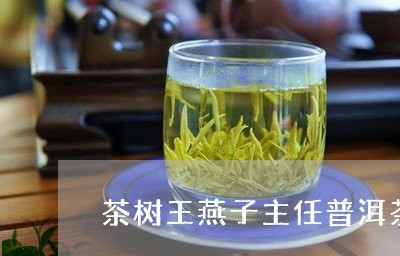 茶树王燕子主任普洱茶/2023120610614