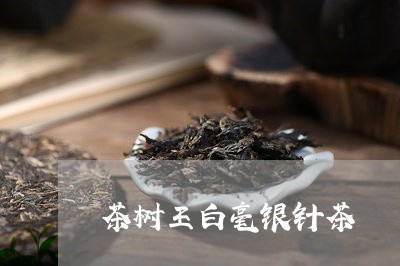 茶树王白毫银针茶/2023090660685