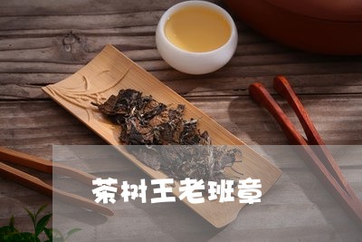 茶树王老班章/2023090744350