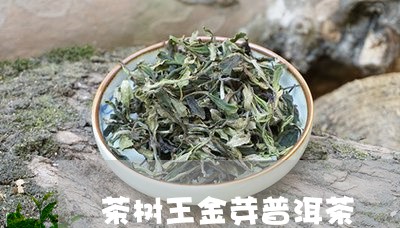 茶树王金芽普洱茶/2023102695946