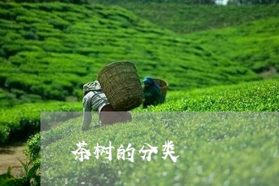 茶树的分类/2023090295039