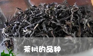 茶树的品种/2023090248372