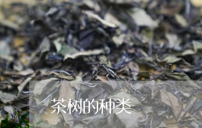 茶树的种类/2023090231592