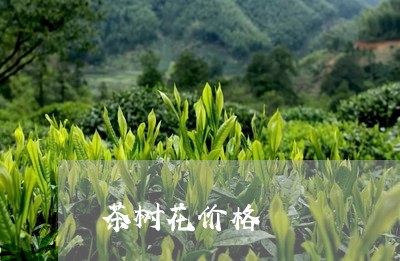 茶树花价格/2023090256269