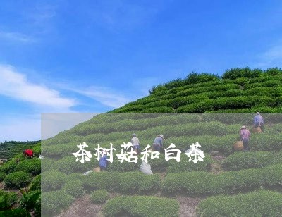 茶树菇和白茶/2023052315139