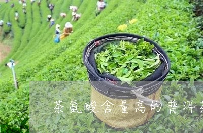 茶氨酸含量高的普洱茶是那种/2023121824816