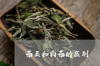 茶王和白茶的区别/2023070881793