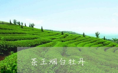 茶王烟白牡丹/2023052366139