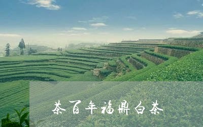 茶百年福鼎白茶/2023062872949