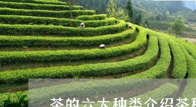 茶的六大种类介绍茶种类有哪些图片/2023060409401