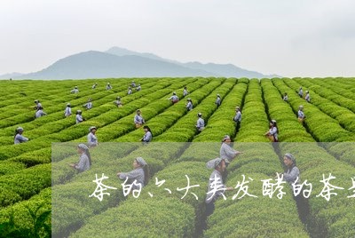 茶的六大类发酵的茶是/2023060971716