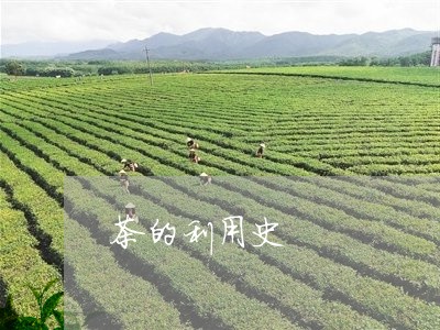 茶的利用史/2023090261817