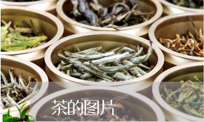 茶的图片/2023110914825