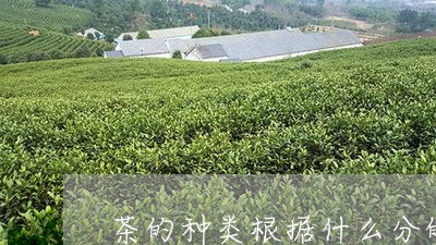 茶的种类根据什么分的/2023071446350