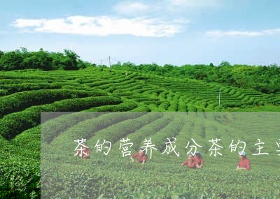 茶的营养成分茶的主要成分/2023051172037