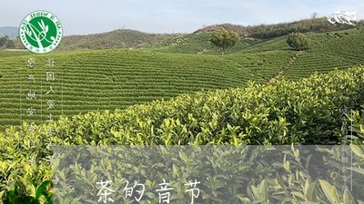 茶的音节/2023110961405