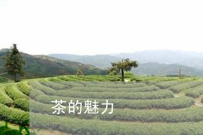 茶的魅力/2023121972049