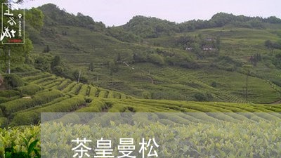 茶皇曼松/2023121953837