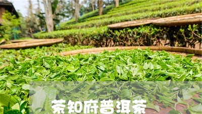 茶知府普洱茶/2023042930713