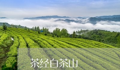 茶经白茶山/2023051148369