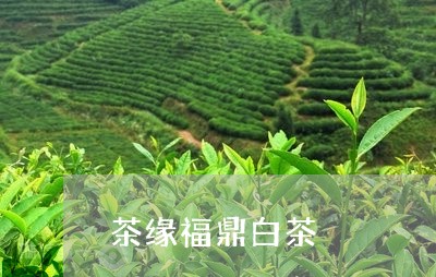 茶缘福鼎白茶/2023052395261