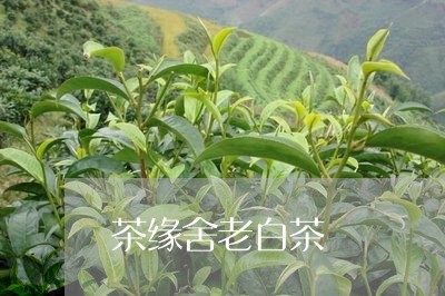 茶缘舍老白茶/2023052370694