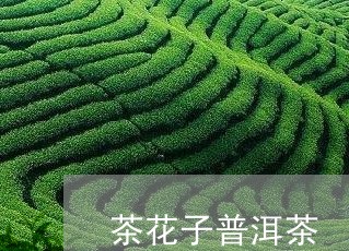 茶花子普洱茶/2023112638814