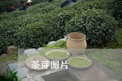 茶芽图片/2023110877150