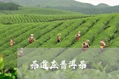 茶道庄普洱茶/2023042811501